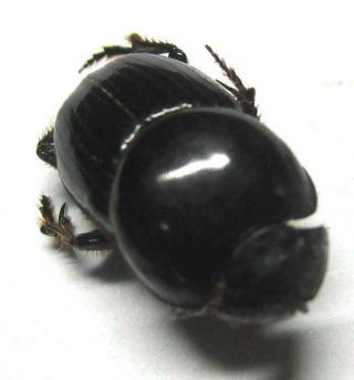 030 Pa : Onthophagus species? 11.  5mm 2