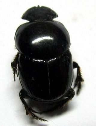 030 Pa : Onthophagus species? 11.  5mm 3