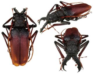 Insect Beetles Prioninae Psalidognathus Antonkozlovi 74 Mm Peru
