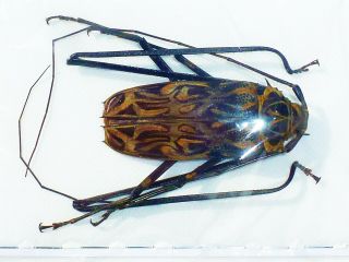Acrocinus Longimanus Male Giant 66mm,  Cerambycidae West Ecuador