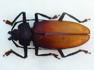 Very Rare Prioninae Ialyssus Tuberculatus Male Huge Xxl 70mm,  French Guyana