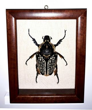 Goliathus Orientalis In A Frame Made Of Real Wood.