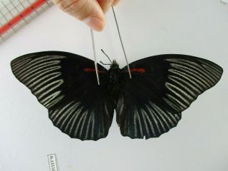 N13116.  Unmounted Butterfly.  Sasakia Funeblis.  Vietnam