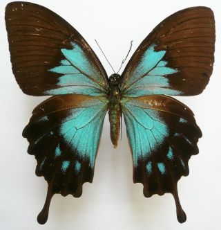Papilio Ulysses Telegonus Female From Mandioli Isl