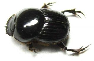 043 Pa : Onthophagus Species? 9.  5mm