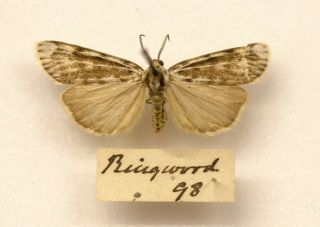 An Old Historic Example Of A Speckled Footman From Ringwood 1898