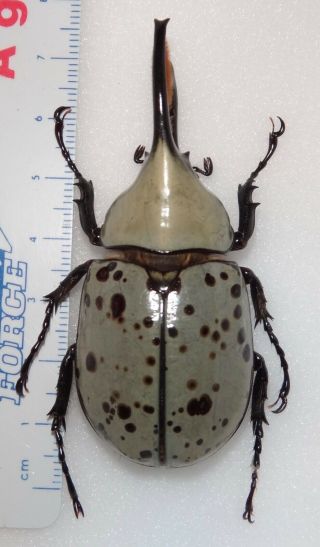 Dynastes Granti Male 66.  2mm Arizona Rhino Beetle Insect Wild Caught