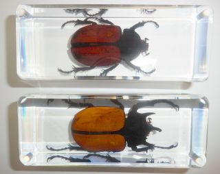 Male & Female Five - Horned Rhinoceros Beetle In 2 Clear Blocks Education Specimen