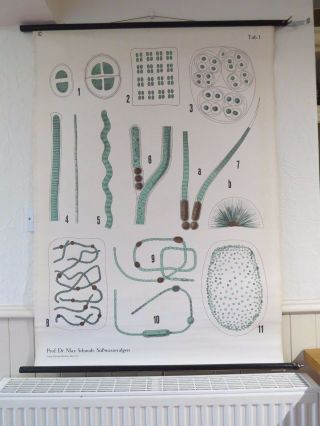 Vintage Pull Roll Down School Wall Chart Poster Of Water Algae Botanical