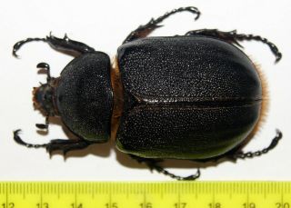 Dynastes Satanas (female,  65 Mm),  Scarabaeidae,  Beetlee