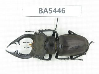 Beetle.  Lucanus Sp.  Yunnan,  Jinping County.  1m.  Ba5446.