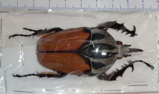 Mecynorrhina Oberthuri Male 65.  4 Tanzania 4 Beetle Insect Goliathus Entomology
