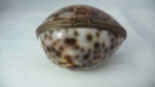 Vintage Tiger Cowry Sea Shell Trinket Box Brass Fittings 2 1/4 " Vgc