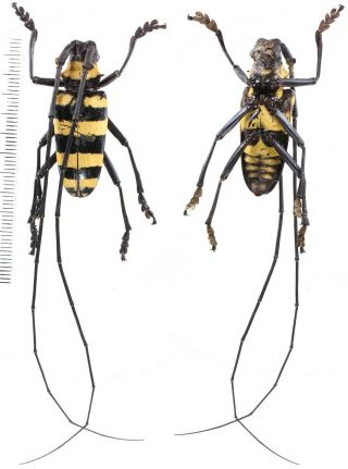 Nemophas Zonatus - Cerambycidae 39 Mm From Flores Island,  Indonesia