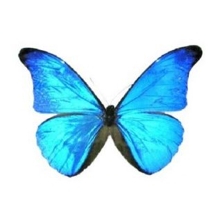 One Real Butterfly Blue Morpho Rhetenor Male Unmounted Wings Closed