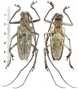 Batocera Humeridens - Cerambycidae 51 Mm From Timor Island,  Indonesia