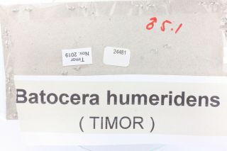 Batocera humeridens - Cerambycidae 51 mm from Timor island,  Indonesia 2