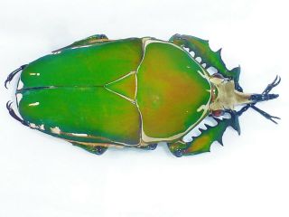 Mecynorrhina Torquata Male Huge 73mm,  Bicolor Cetonidae Cameroon
