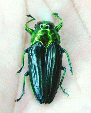 Coleoptera Buprestidae Ssp.  29mm A1 Nº02 From Peru