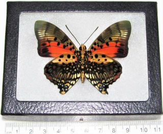 Real Framed Butterfly Pink Red Charaxes Zingha Verso Africa