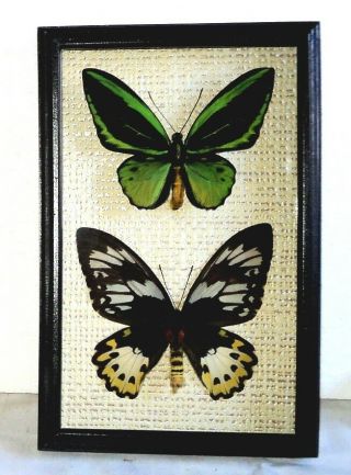 Ornithoptera Priamus Pair In A Frame Of Good Breed Siberian Wood