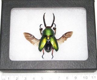Real Framed Green Lamprima Adolphinae Stag Beetle Wings Spread Mounted