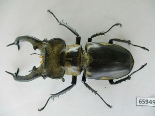 65949 Lucanidae: Lucanus Sericeus.  Vietnam N.  74mm