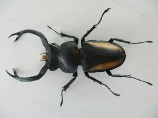 65140 Lucanidae: Rhaetulus crenatus.  Vietnam N.  62mm 2