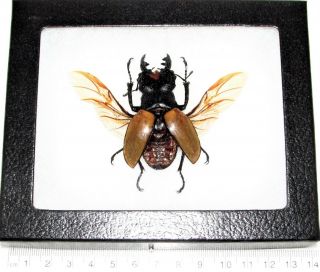 Real Framed Odontolabis Lacordairei Stag Beetle Wings Spread Mounted Indonesia