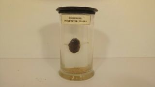 Vintage Echinococcus Parasite Wet Specimen Oddities Taxidermy Mummified