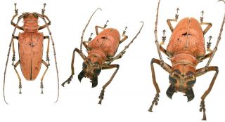 Insect Beetles Cerambycidae Rosenbergia Mandibularis Sp 59 Mm W Papua