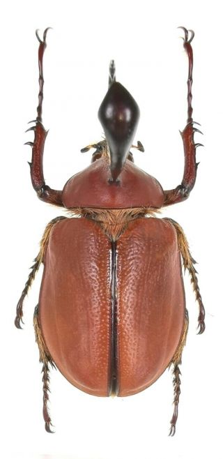 Insect Beetles Dynastinae Golofa Sp Peru 40 Mm