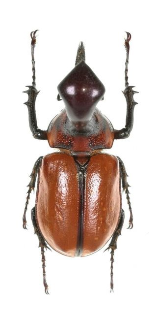 Insect Beetles Dynastinae Golofa Xiximera 43 Mm Mexico