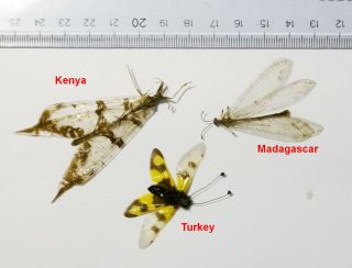 Neuroptera Ascalaphidae Myrmeleontidae - 3 Mixed Specimens