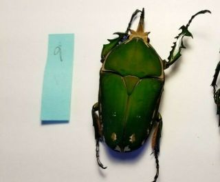 Giant Size Mecynorrhina Torquata 80mm Cetonidae Cameroon Green Beetle