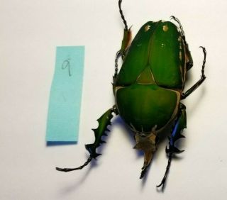 GIANT SIZE MECYNORRHINA TORQUATA 80mm CETONIDAE CAMEROON Green Beetle 2