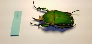 GIANT SIZE MECYNORRHINA TORQUATA 80mm CETONIDAE CAMEROON Green Beetle 3