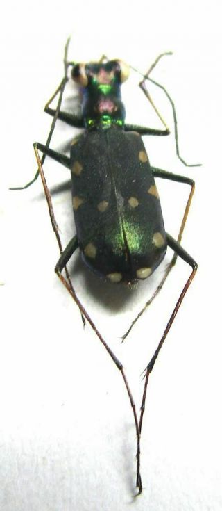 003 Mi : Cicindelidae: Thopeutica species? male 10.  5mm 3