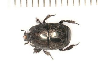 Tenebrionidae Histeridae From Tibet