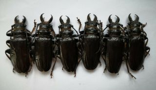 Big Anthracocentrus Beringei 6m 70 - 74mm Prioninae Cerambycidae A1