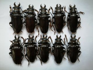 Anthracocentrus Beringei 10m 60 - 64mm Prioninae Cerambycidae A1