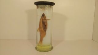Vintage Fish European Roach Wet Specimen Oddities Taxidermy Mummified