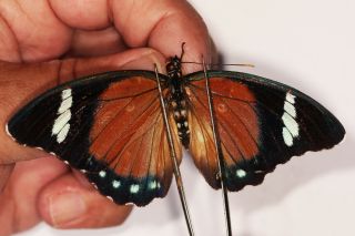 Butterflie Nymphalidae Euphaedra Rattrayi Pair From Uganda