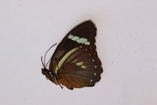 Butterflie Nymphalidae Euphaedra rattrayi PAIR from Uganda 2