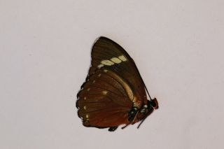 Butterflie Nymphalidae Euphaedra rattrayi PAIR from Uganda 3