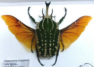 New: Beetles - Chelorrhina Polyphemus (lake Bisina,  Uganda,  Spread,  71mm)
