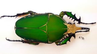 Cetonidae Mecynorrhina Torquata Inmaculicollis 79mm Male From Camerun 678