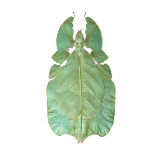 One Real Green Walking Leaf Stick Bug Phyllium Pulchrifolium Spread