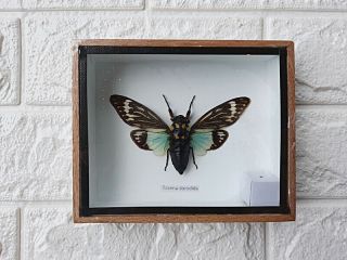 Real Tasena Stendida Cicada Taxidermy Framed Bug Insect Home Decoration