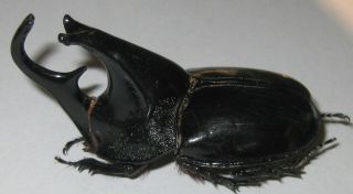 Dynastidae Trichogomphus Lunicollis Alcides Male A1 64mm (indonesia) Xxl